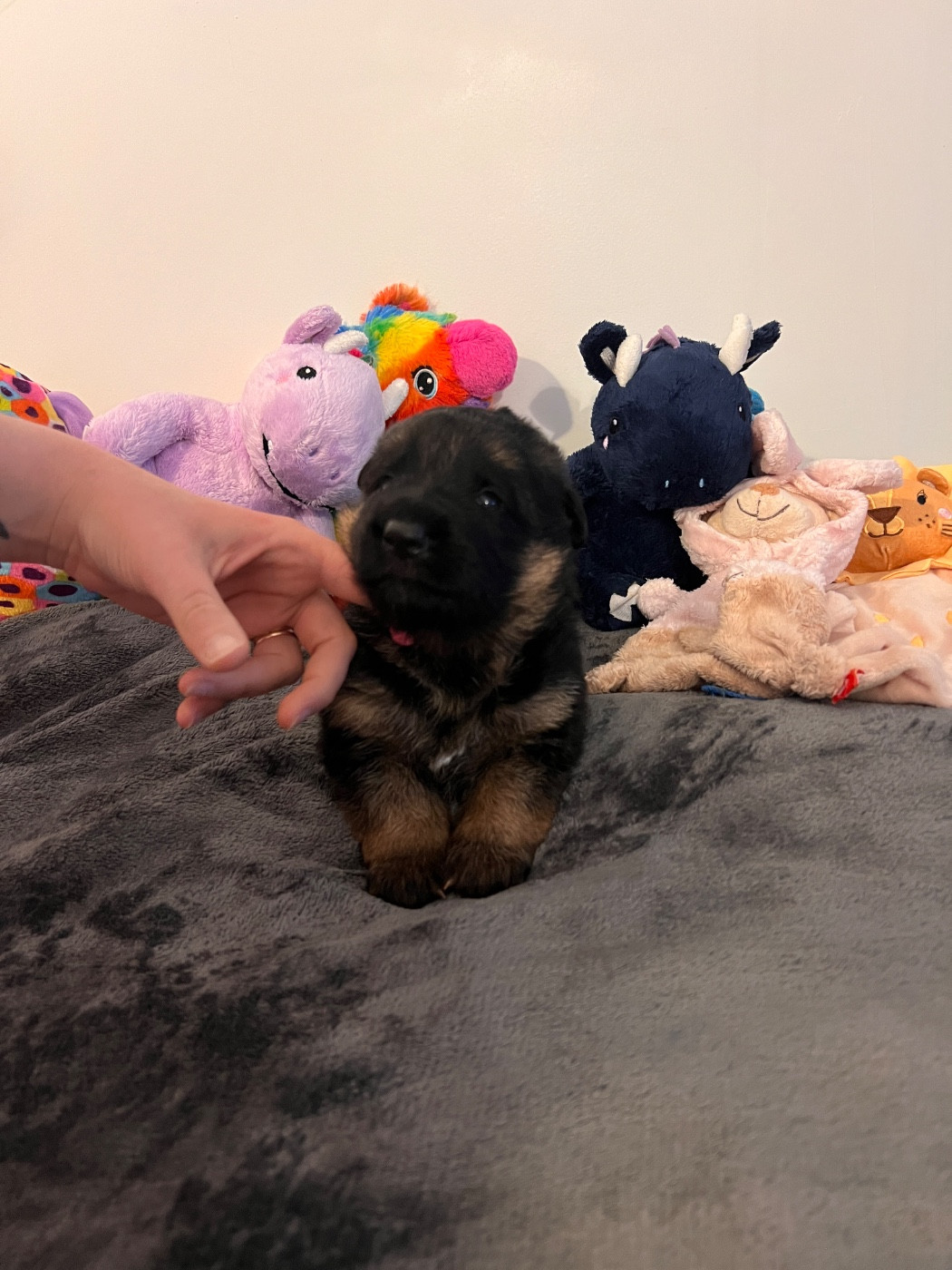Du Binôme Parfait - Chiots disponibles - Berger Allemand