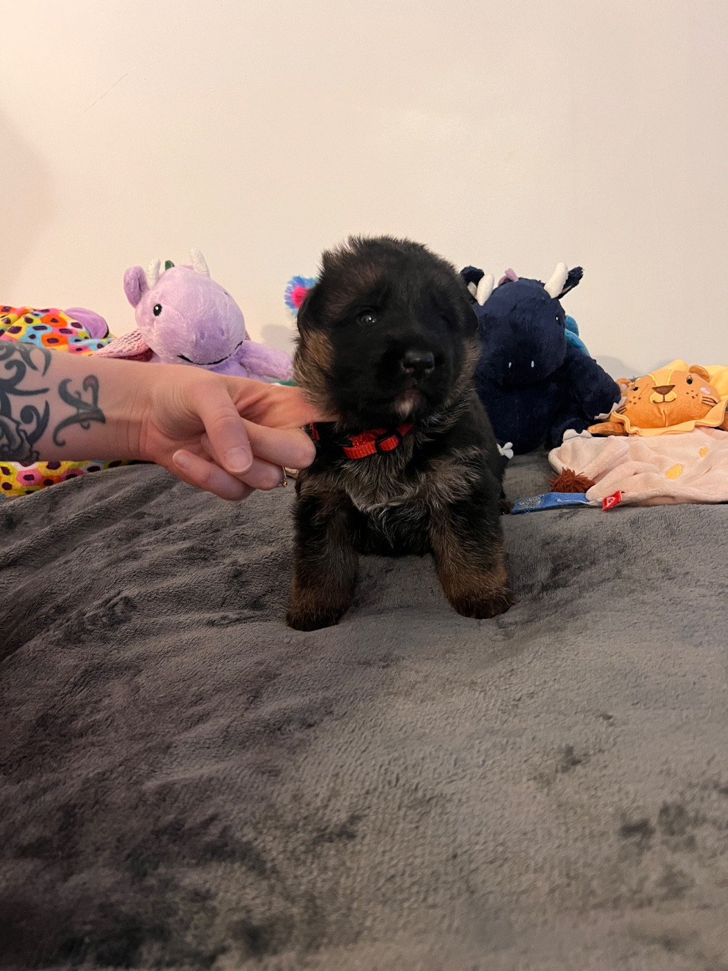 Du Binôme Parfait - Chiots disponibles - Berger Allemand