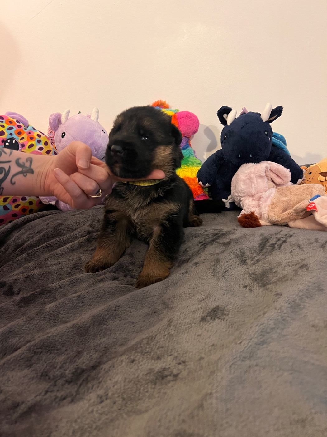 Du Binôme Parfait - Chiots disponibles - Berger Allemand