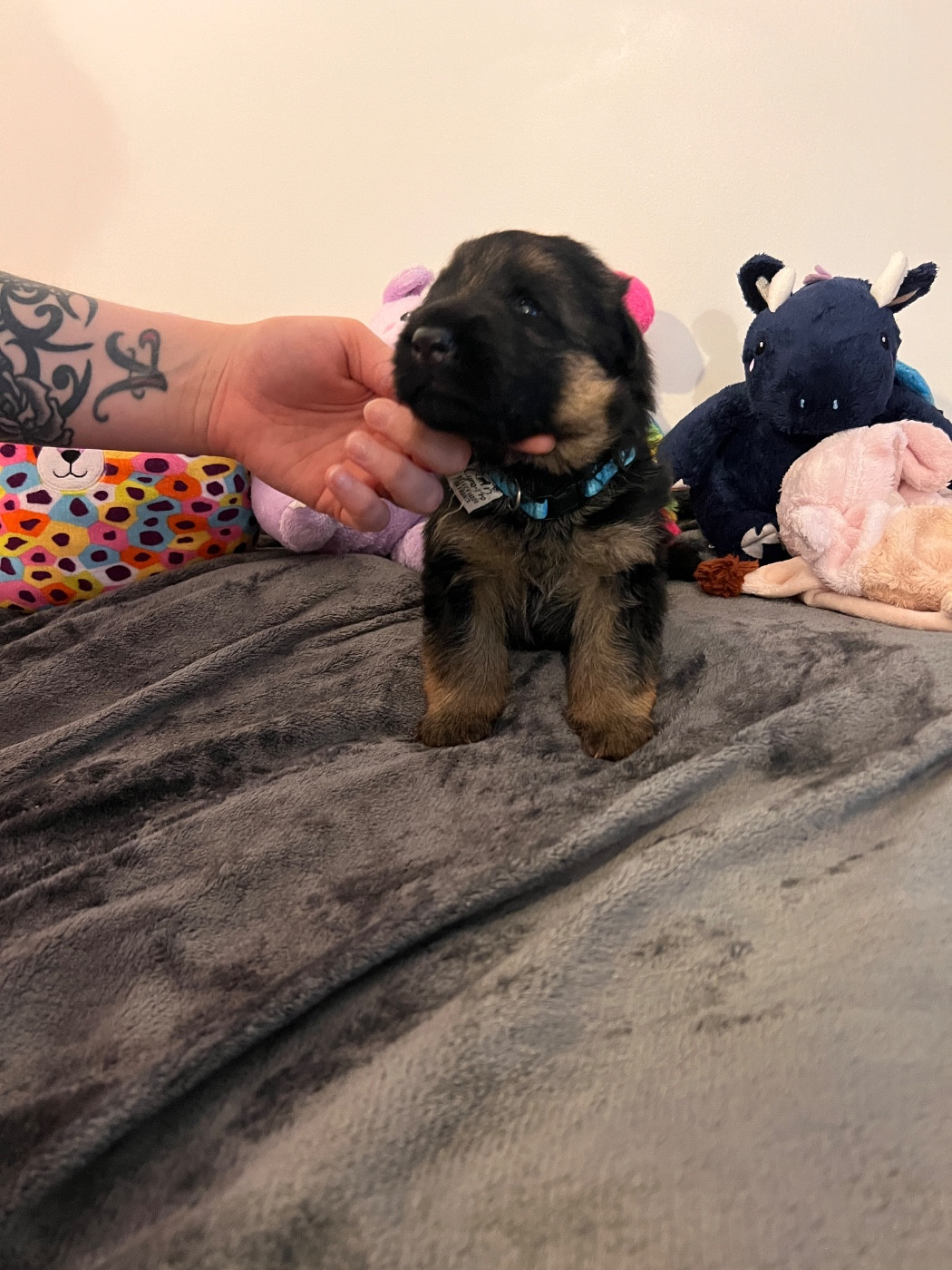 Du Binôme Parfait - Chiots disponibles - Berger Allemand