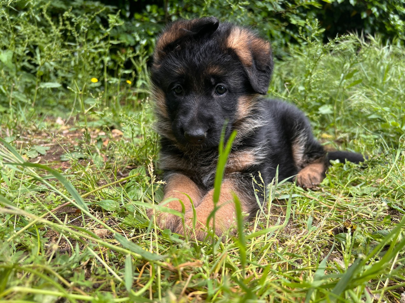Du Binôme Parfait - Chiots disponibles - Berger Allemand
