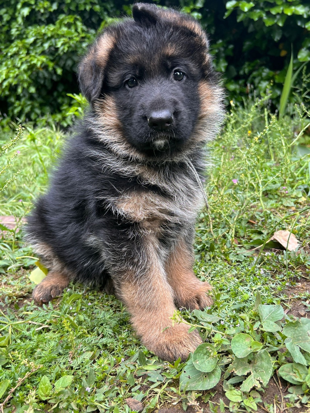 Du Binôme Parfait - Chiots disponibles - Berger Allemand