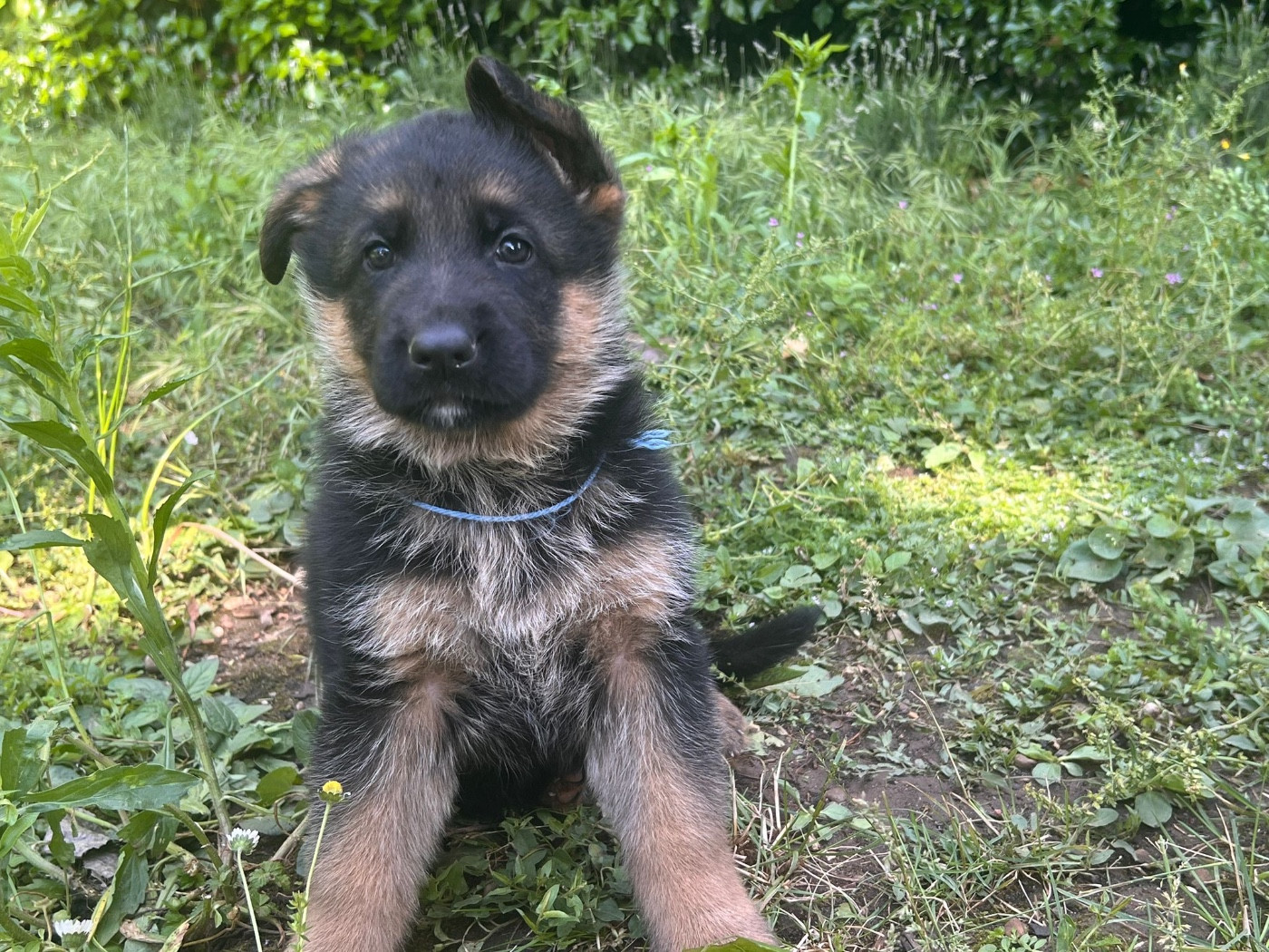 Du Binôme Parfait - Chiots disponibles - Berger Allemand