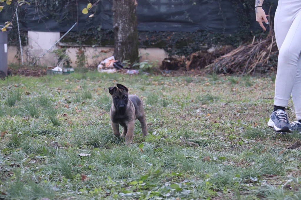 Du Binôme Parfait - Chiots disponibles - Berger Belge