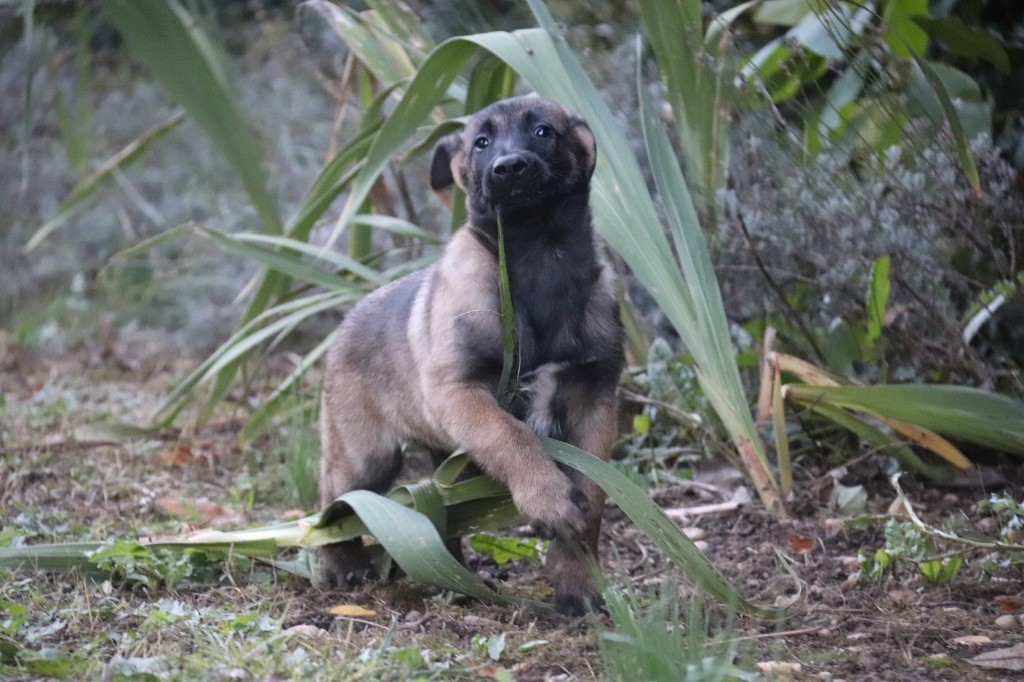 Du Binôme Parfait - Chiots disponibles - Berger Belge
