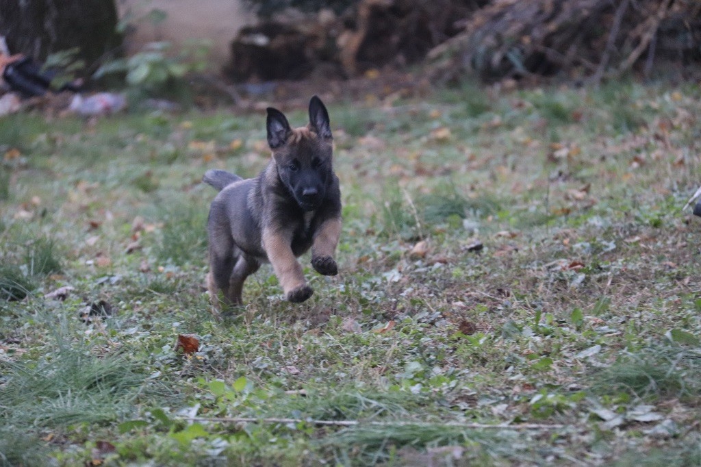 Du Binôme Parfait - Chiots disponibles - Berger Belge