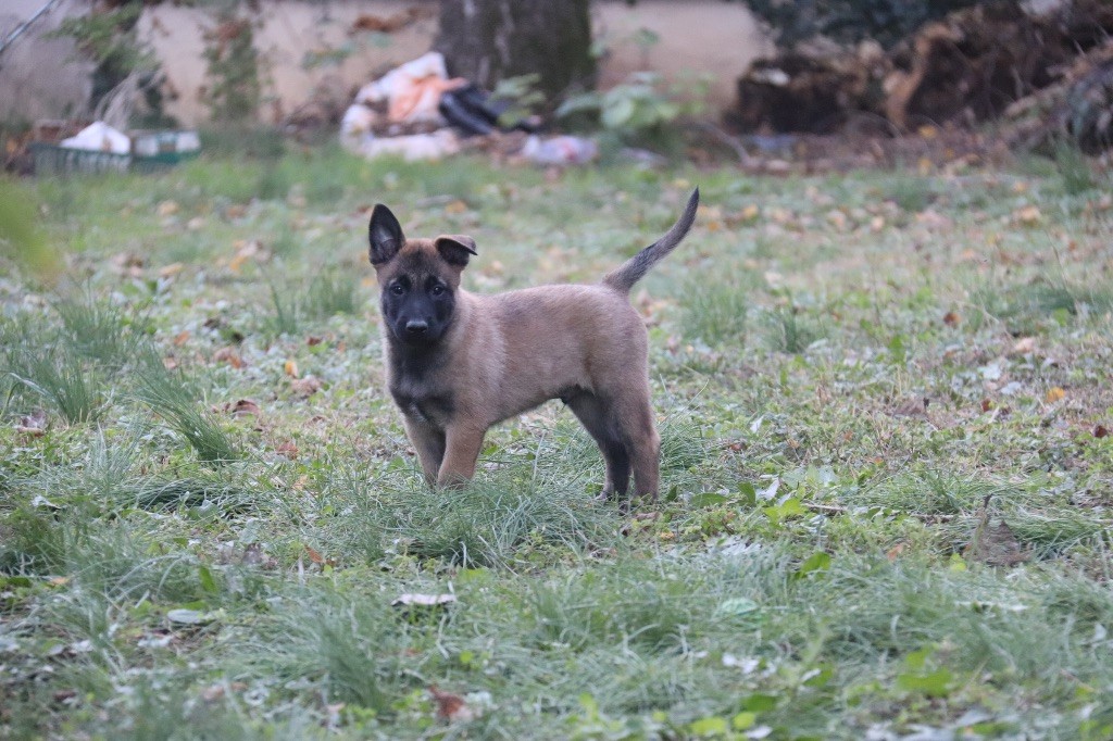 Du Binôme Parfait - Chiots disponibles - Berger Belge