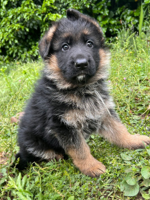 Baloo