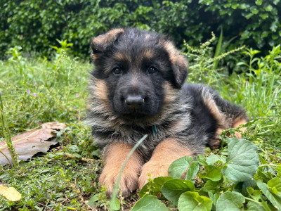 Baiko