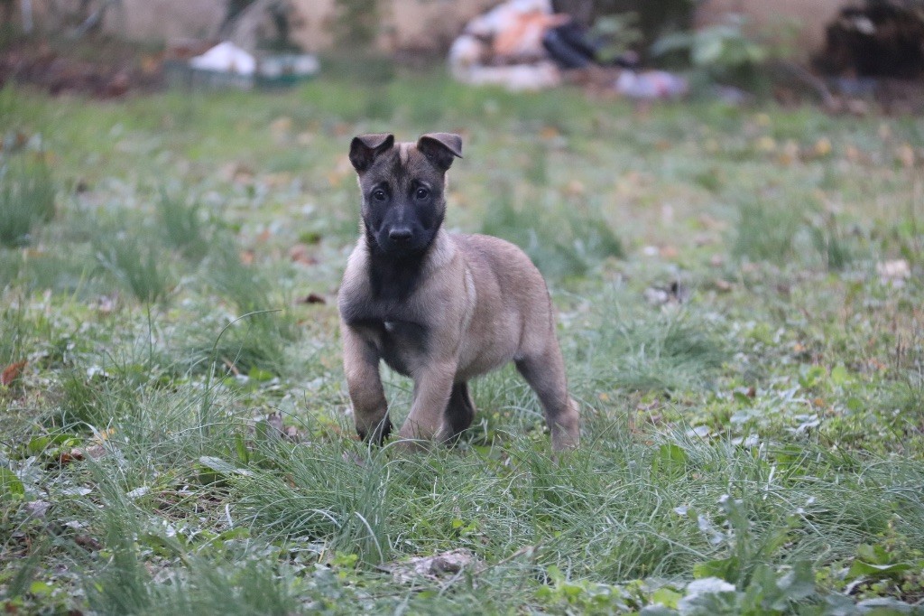 Du Binôme Parfait - Chiots disponibles - Berger Belge
