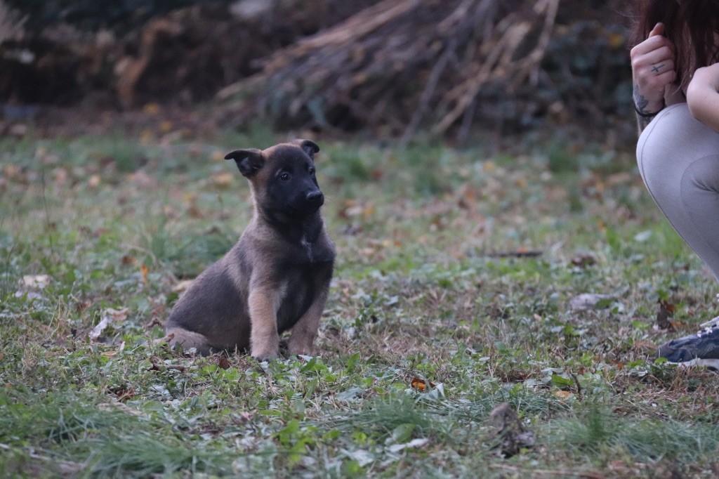Du Binôme Parfait - Chiots disponibles - Berger Belge