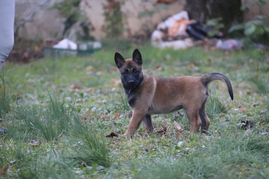 Du Binôme Parfait - Chiots disponibles - Berger Belge